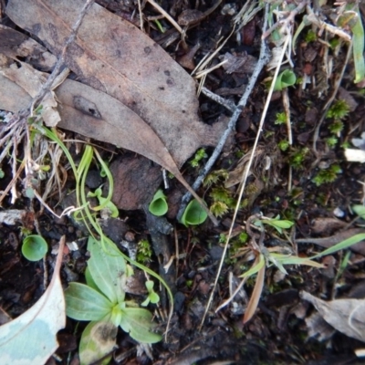 Corysanthes incurva (Slaty Helmet Orchid) at Canberra Central, ACT - 14 Jun 2016 by CathB