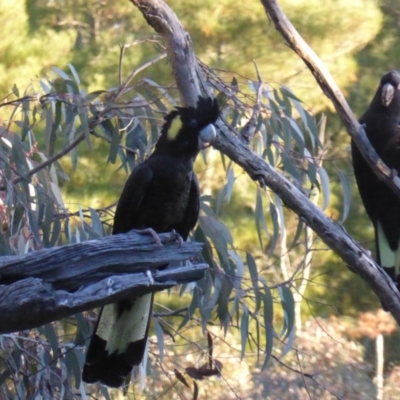 Zanda funerea (Yellow-tailed Black-Cockatoo) at Isaacs, ACT - 15 Jun 2016 by Mike