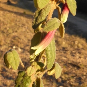 Correa reflexa var. reflexa at Isaacs, ACT - 15 Jun 2016 05:41 PM