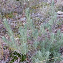 Lavandula stoechas (Spanish Lavender or Topped Lavender) at Isaacs, ACT - 15 Jun 2016 by Mike