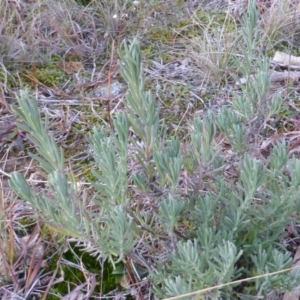 Lavandula stoechas at Isaacs, ACT - 15 Jun 2016