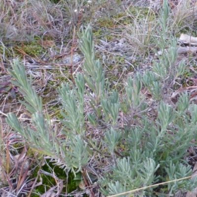 Lavandula stoechas (Spanish Lavender or Topped Lavender) at Isaacs, ACT - 15 Jun 2016 by Mike