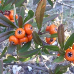 Pyracantha angustifolia (Firethorn, Orange Firethorn) at Isaacs Ridge - 15 Jun 2016 by Mike