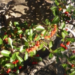 Pyracantha rogersiana (Firethorn) at Jerrabomberra, ACT - 15 Jun 2016 by Mike