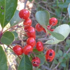 Pyracantha rogersiana at Jerrabomberra, ACT - 15 Jun 2016 04:17 PM