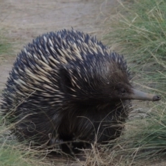 Tachyglossus aculeatus (Short-beaked Echidna) at Greenway, ACT - 10 Jan 2016 by MichaelBedingfield