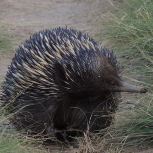 Tachyglossus aculeatus at Greenway, ACT - 10 Jan 2016