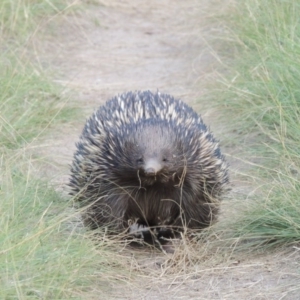 Tachyglossus aculeatus at Greenway, ACT - 10 Jan 2016