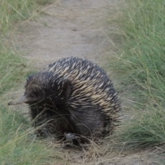 Tachyglossus aculeatus at Greenway, ACT - 10 Jan 2016 07:41 PM