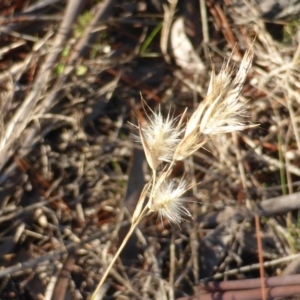 Rytidosperma sp. at Jerrabomberra, ACT - 15 Jun 2016 04:19 PM