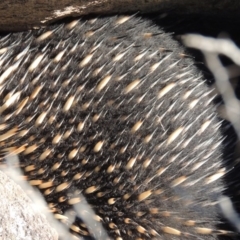 Tachyglossus aculeatus (Short-beaked Echidna) at Conder, ACT - 30 Aug 2014 by michaelb