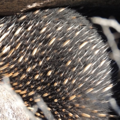 Tachyglossus aculeatus (Short-beaked Echidna) at Conder, ACT - 30 Aug 2014 by MichaelBedingfield