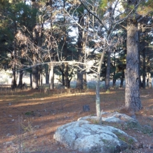 Fraxinus pennsylvanica at Jerrabomberra, ACT - 15 Jun 2016