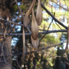 Fraxinus pennsylvanica at Jerrabomberra, ACT - 15 Jun 2016