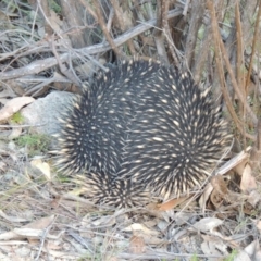 Tachyglossus aculeatus (Short-beaked Echidna) at Conder, ACT - 30 Aug 2014 by MichaelBedingfield