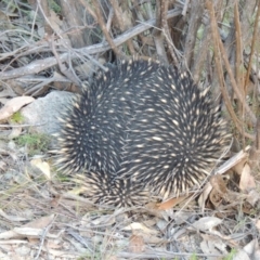 Tachyglossus aculeatus (Short-beaked Echidna) at Conder, ACT - 30 Aug 2014 by michaelb