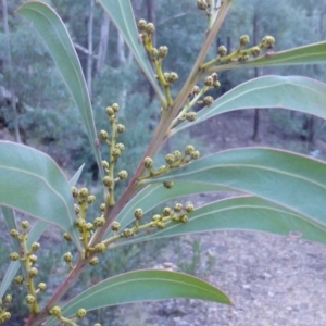 Acacia rubida at Cotter River, ACT - 13 Jun 2016 04:40 PM