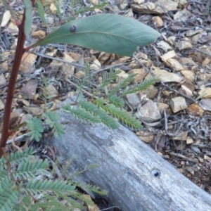 Acacia rubida at Cotter River, ACT - 13 Jun 2016 04:40 PM