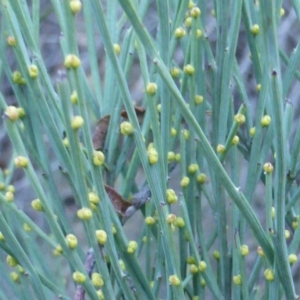 Exocarpos strictus at Cotter River, ACT - 13 Jun 2016