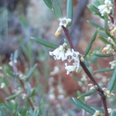 Monotoca scoparia (Broom Heath) at Cotter River, ACT - 13 Jun 2016 by Mike