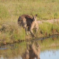 Macropus giganteus at Bonython, ACT - 25 Oct 2015