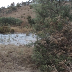 Acacia dealbata at Paddys River, ACT - 11 Jun 2016