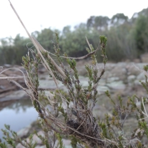 Calytrix tetragona at Paddys River, ACT - 11 Jun 2016 06:24 PM