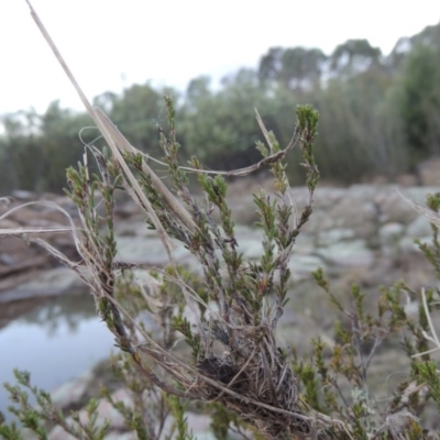 Calytrix tetragona (Common Fringe-myrtle) at Paddys River, ACT - 11 Jun 2016 by michaelb