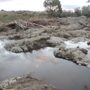 Calytrix tetragona at Paddys River, ACT - 11 Jun 2016