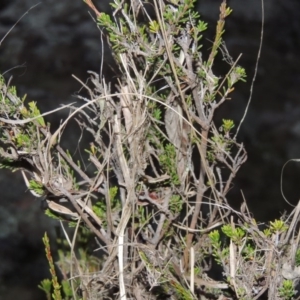 Calytrix tetragona at Pine Island to Point Hut - 11 Jun 2016