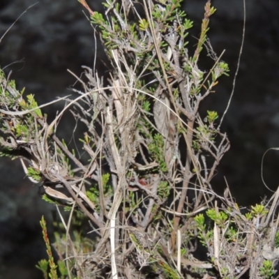 Calytrix tetragona (Common Fringe-myrtle) at Pine Island to Point Hut - 11 Jun 2016 by michaelb