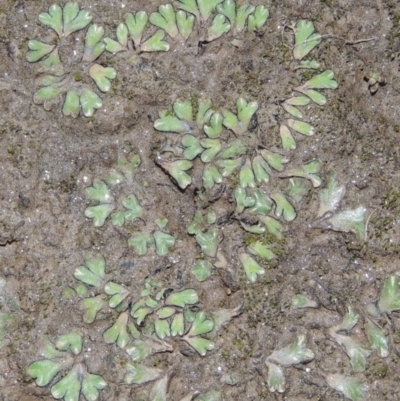 Riccia inflexa (Liverwort) at Pine Island to Point Hut - 11 Jun 2016 by michaelb