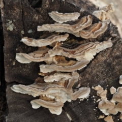 Trametes versicolor (Turkey Tail) at Paddys River, ACT - 10 Jun 2016 by KenT