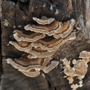 Trametes versicolor at Paddys River, ACT - 10 Jun 2016