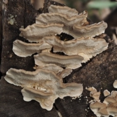 Trametes versicolor at Paddys River, ACT - 10 Jun 2016 08:34 AM