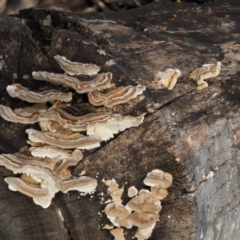 Trametes versicolor at Paddys River, ACT - 10 Jun 2016 08:34 AM