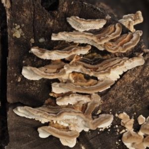 Trametes versicolor at Paddys River, ACT - 10 Jun 2016