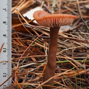 Laccaria sp. at Paddys River, ACT - 10 Jun 2016