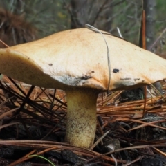 Suillus granulatus (Weeping Bolete) at Paddys River, ACT - 9 Jun 2016 by KenT