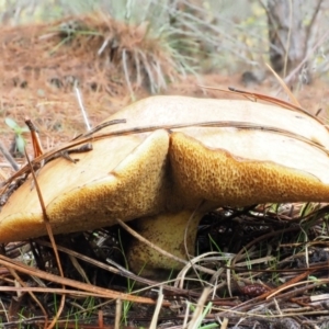 Suillus granulatus at Paddys River, ACT - 10 Jun 2016