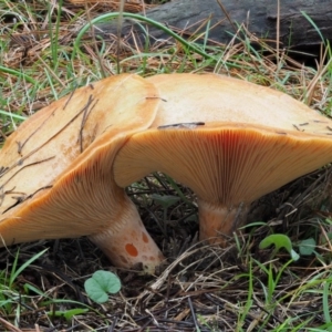 Lactarius deliciosus at Paddys River, ACT - 10 Jun 2016 09:50 AM