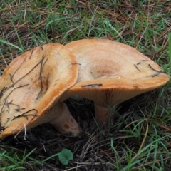 Lactarius deliciosus at Paddys River, ACT - 10 Jun 2016 09:50 AM