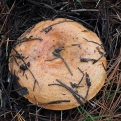 Lactarius deliciosus at Paddys River, ACT - 10 Jun 2016 09:50 AM