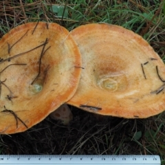 Lactarius deliciosus at Paddys River, ACT - 10 Jun 2016 09:50 AM