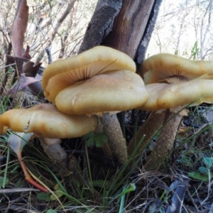 Armillaria luteobubalina at Paddys River, ACT - 10 Jun 2016 11:02 AM