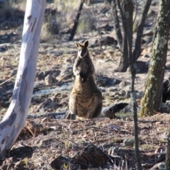 Wallabia bicolor (Swamp Wallaby) at P11 - 12 Jun 2016 by petersan