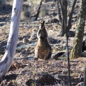 Wallabia bicolor at Hackett, ACT - 12 Jun 2016