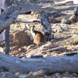 Wallabia bicolor at Hackett, ACT - 12 Jun 2016