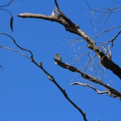 Eurystomus orientalis (Dollarbird) at Mount Majura - 14 Jan 2016 by petersan