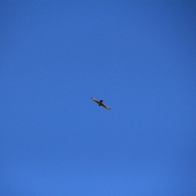 Accipiter fasciatus (Brown Goshawk) at Watson, ACT - 14 Jan 2016 by petersan